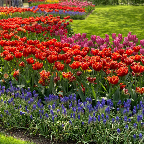 オランダで感じた花のある暮らし