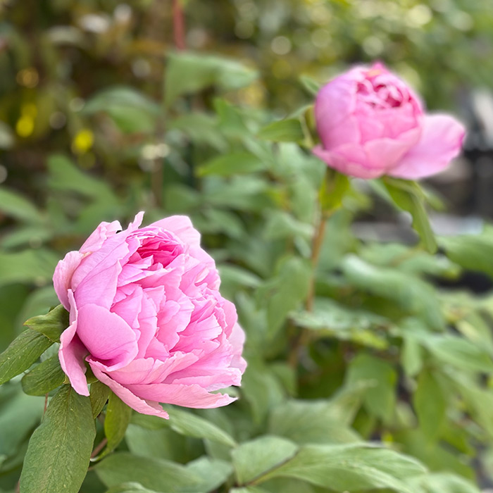 牡丹の花の季節