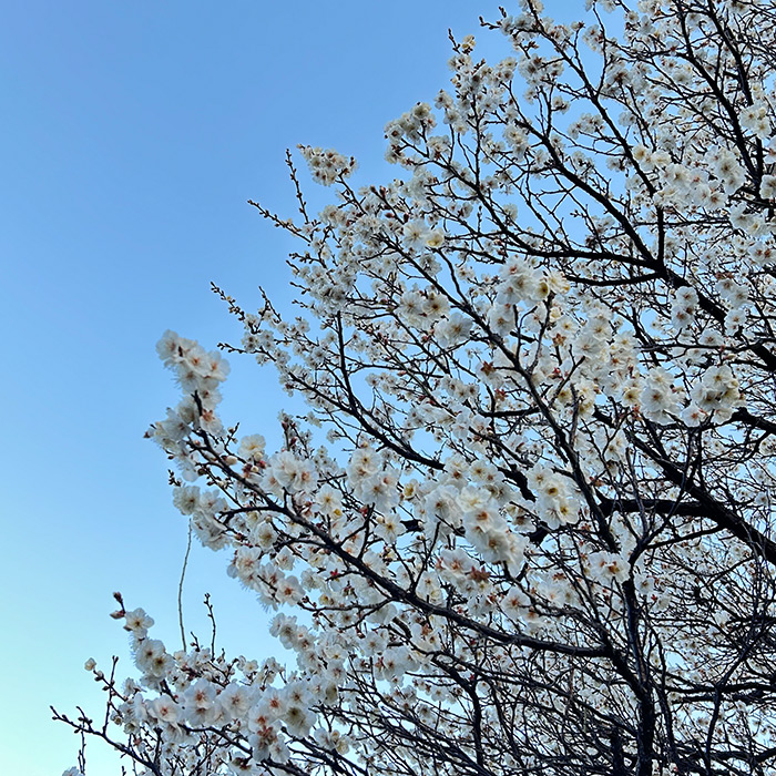 春がすぐそこに