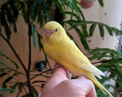 黄色いインコを飼ってます♪